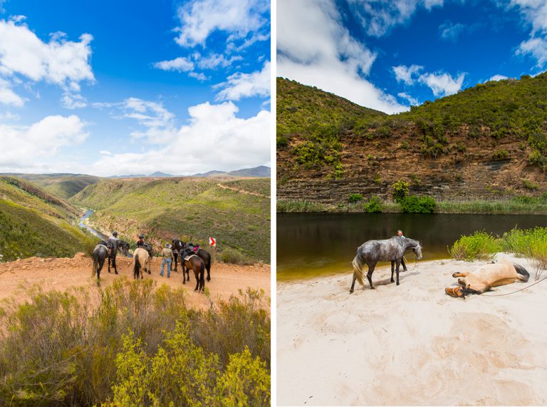 Probably my favourite moment of the trip- reaching the viewpoint over the Kouga River and then swimming with the horses when we reached the sandy riverbanks, after their spontaneous rolling in the deep sand. 