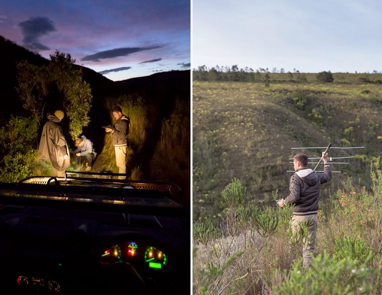 Setting camera traps and tracking lions with radio-collar telemetry at Gondwana Game Reserve.