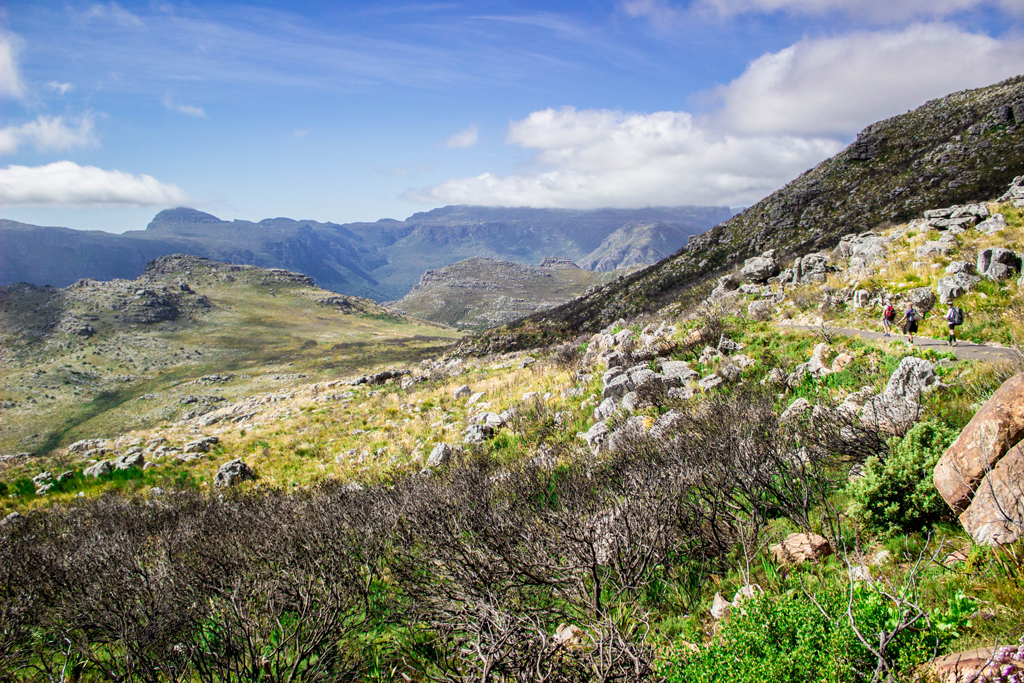 Bokkemanskloof, the ravine to Hout Bay, and its steep descent lies just ahead of us. In the distance is the back of Table Mountain, a stunning forested section called Oranjekloof. Due to the environmentally sensitive nature of Oranjekloof, hikers are required to organise a permit for that section of the national park. Photo by Matthew Sterne 