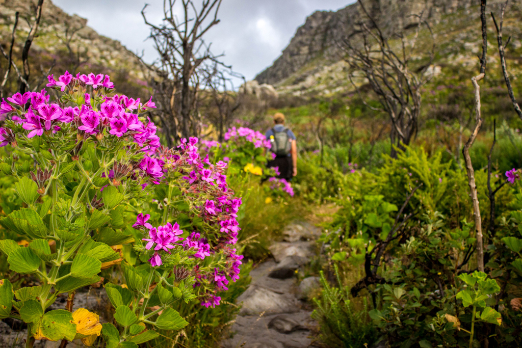 We started the second morning with a hike up Kalk Bayâ€™s Echo Valley. Due to the fire from March 2015, burned bushes alongside blooming flowers was a common sight along the hike. After one particularly beautiful stretch, I thought that every touch of a stone and every brush of a leaf was like a kiss and caress from Mother Nature, revitalizing us with natureâ€™s energy. Photo by Matthew Sterne 
