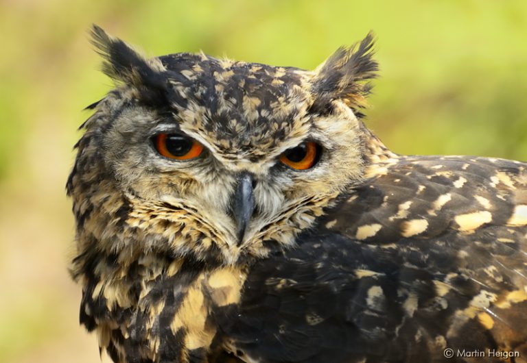 Portrait of an African or Spotted Eagle Owl (Bubo africanus). Photo by Martin Heigan.
