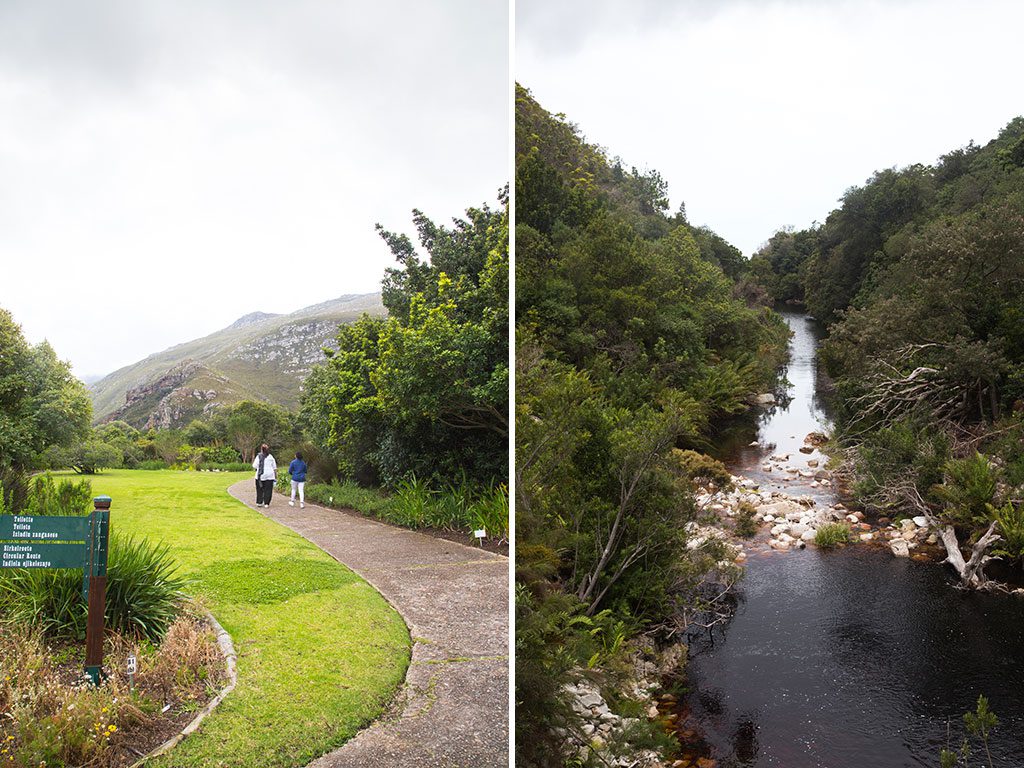 Walking towards the Disa Kloof trail that leads to the waterfall on the left.