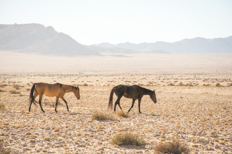 Desert horse Aus