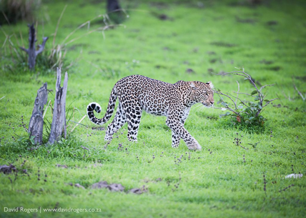 Luangwa-leopard David-Rogers-May-2017