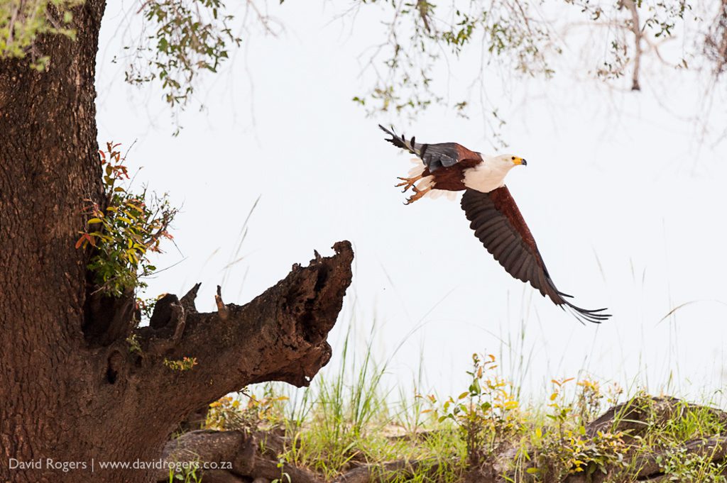 Zambia, South Luangwa, African fish eagle, Mwamba Channel Â© David Rogers