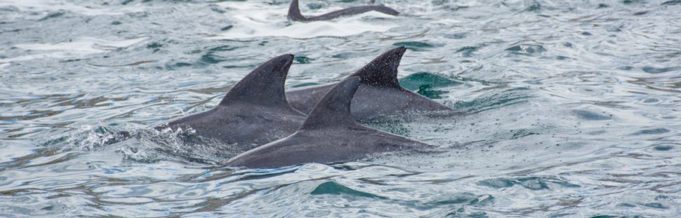 Addo Algoa Bay Dolphins