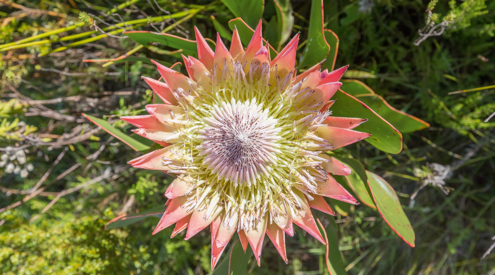 Nearly 50% of the world's Protea species are listed on the IUCN's Red List