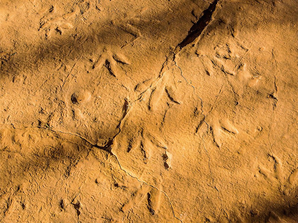 Quthing dinosaur footprints lesotho