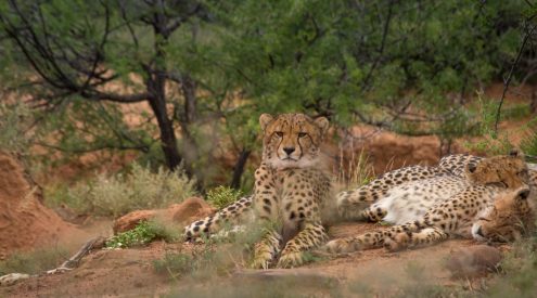 Cheetah Samara Private Game Reserve