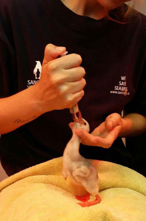 A lesser flamingo chick is fed a blend of shrimps, sardines and Nestum baby cereal stage 1. Photo: Supplied.