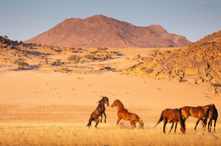 Namib stallions on the grass plains. Photo: Teagan Cunniffe.