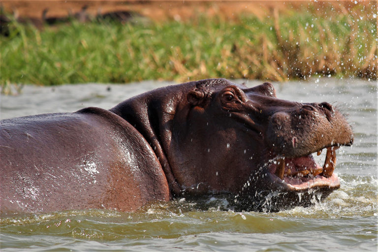 colombia cocaine hippos