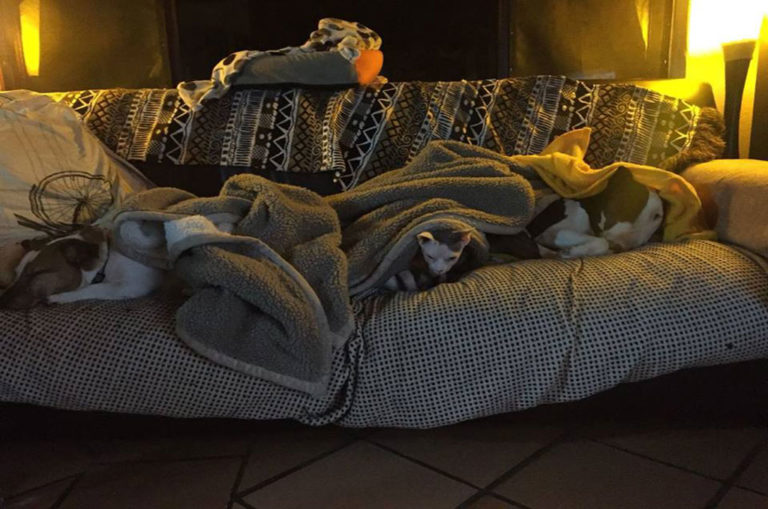 When not out on patrol, she gets to rest with her friends at home- a Jack Russell Terrier and a Sphynx cat. Image: Pepper on Patrol/ Facebook.