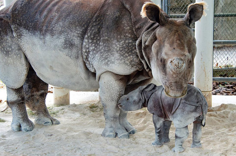 Akuti and her baby at Zoo Miami. Photo: Ron Magill.