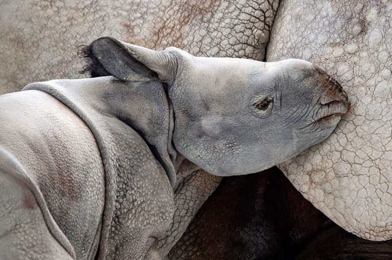 Baby rhinos tend to stay with their mother for 2 years. Image: Ron Magill.