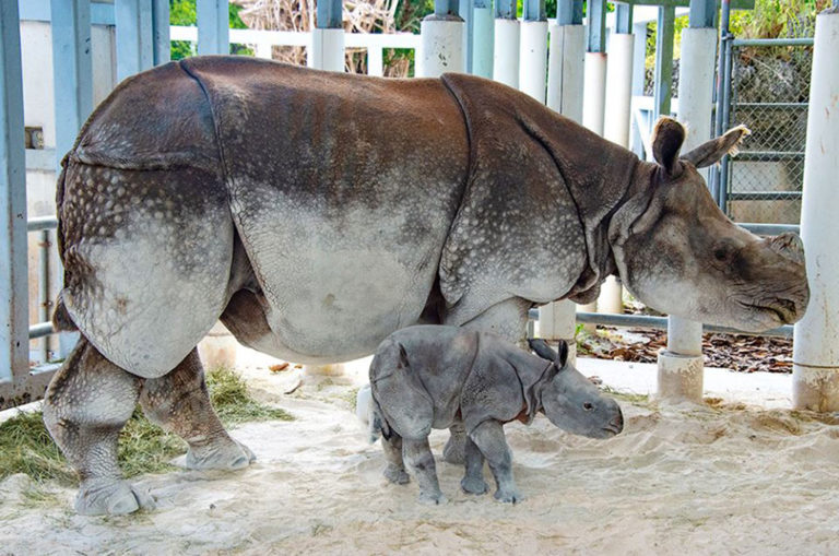 Indian one-horned rhinos can weigh as much as a SUV. Image: Ron Magill.