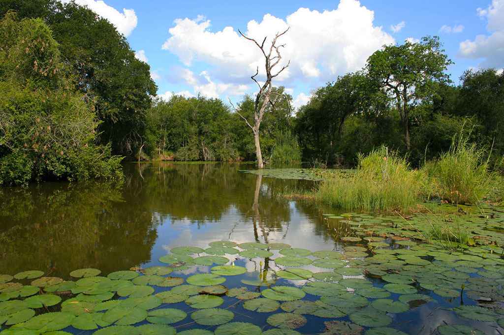 Panic Lake, Kruger National Park