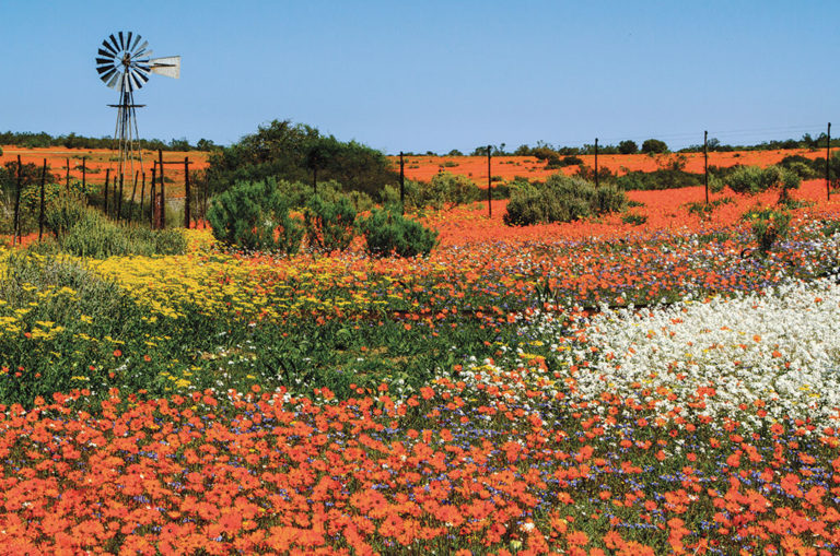Unbounded, wild flowers spill over into towns, along highways and through fields. Image: Getty Images.Picturesque Towns in South Africa Every Photographer Must Visit