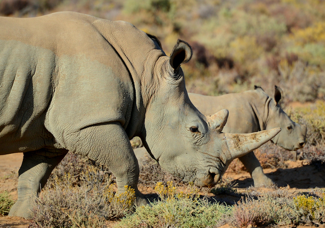 Namibia poaching numbers decrease