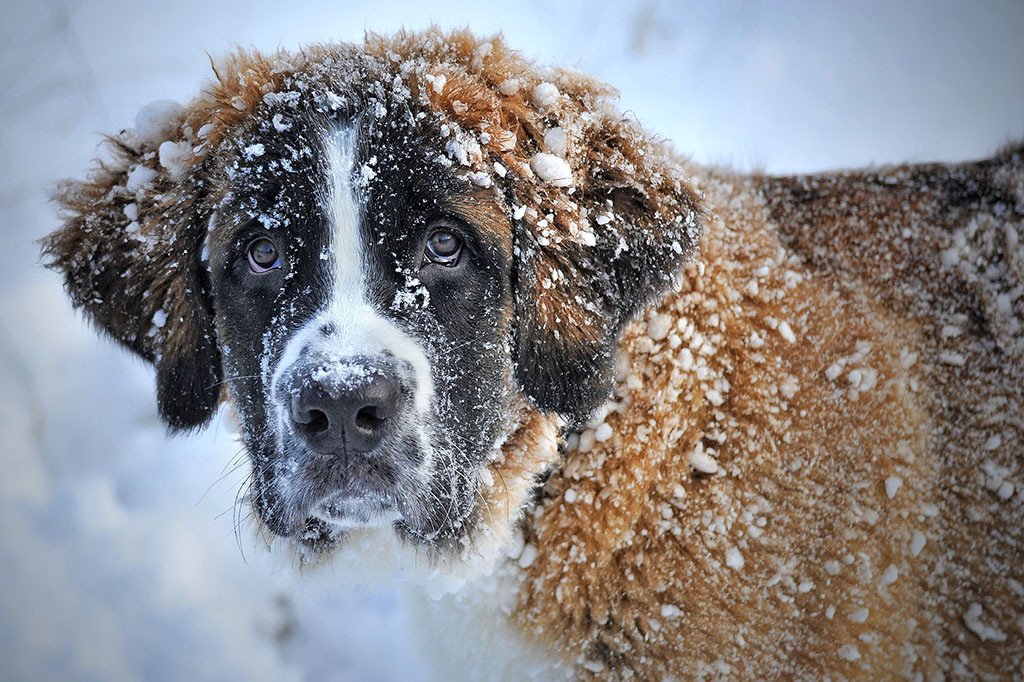 dog, winter