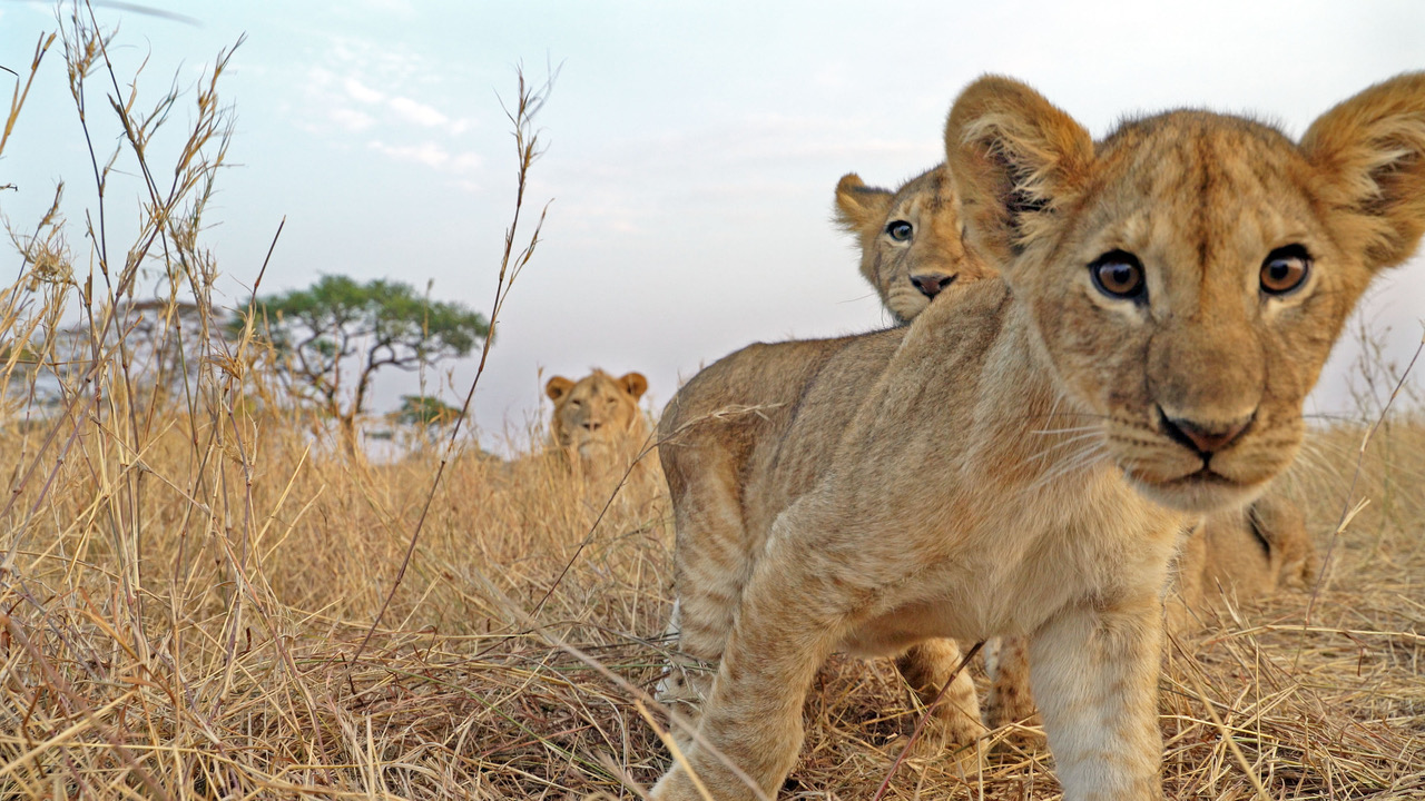 Outrage as tourist touches lion on safari in Serengeti
