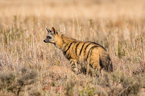 aardwolf-southern-africa-wildlife
