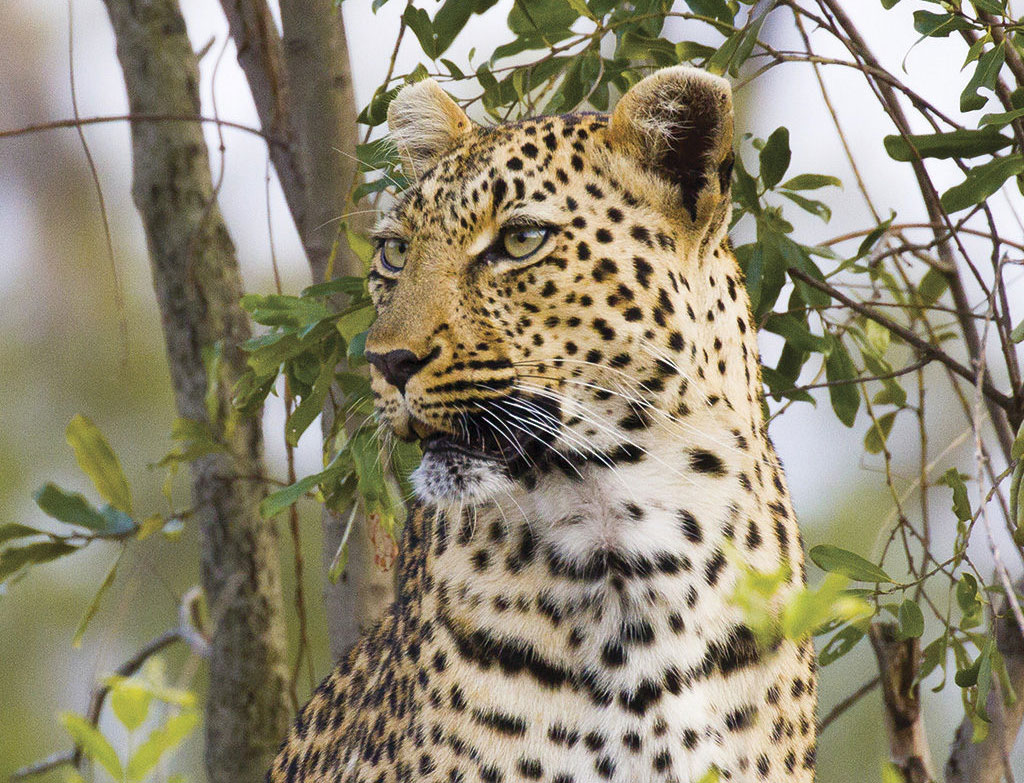 Kruger National Park updates camp gates opening hours