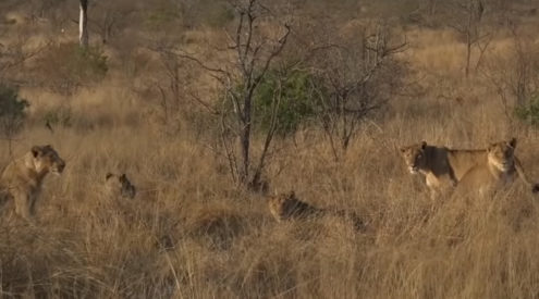 lion safari Sabi kruger