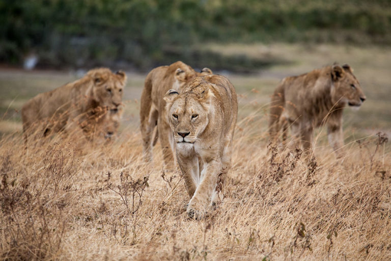 Seven lions killed after escapes, livestock killings in Karoo