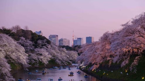 Tokyo, cherry blossoms, Japan