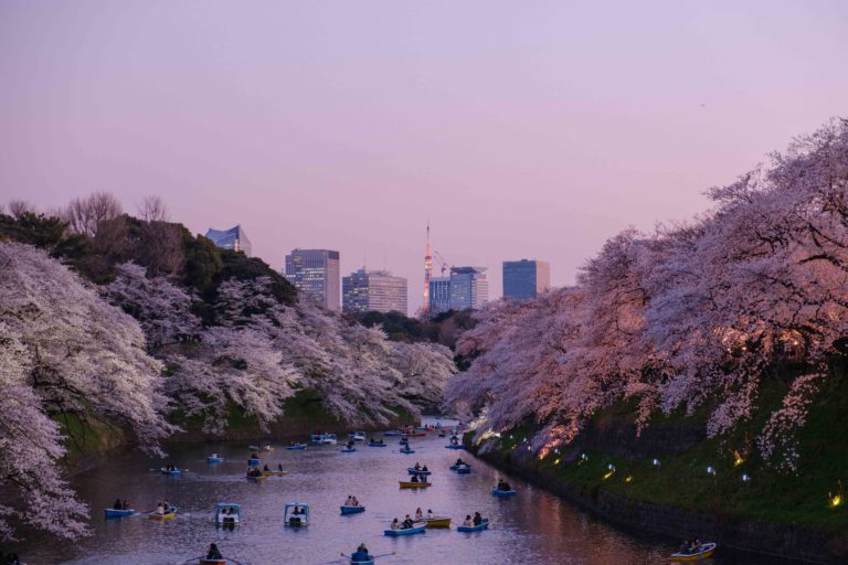 Tokyo, cherry blossoms, Japan