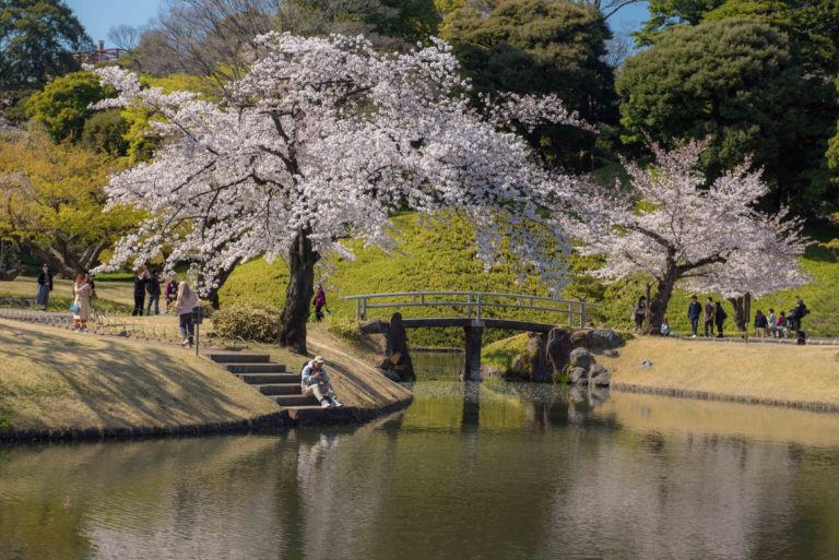 Japan, Nakasendo Way, cherry blossoms