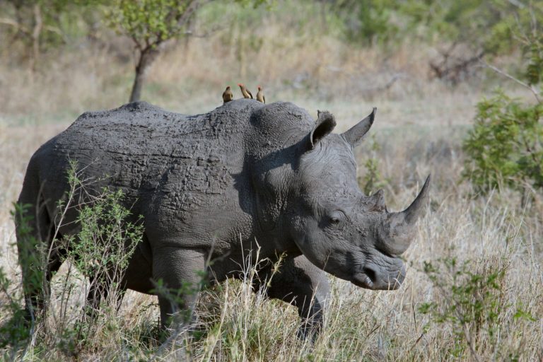 SA reclassifies wild species as farm animals
