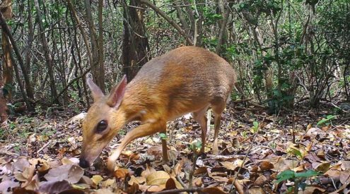 Rare deer spotted for first time in three decades