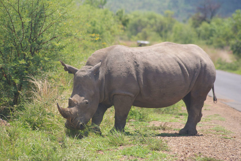 Rhino dehorned to keep poachers at bay