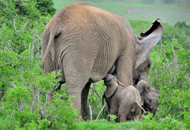 SANParks release new regualations for Addo Elephant National Park