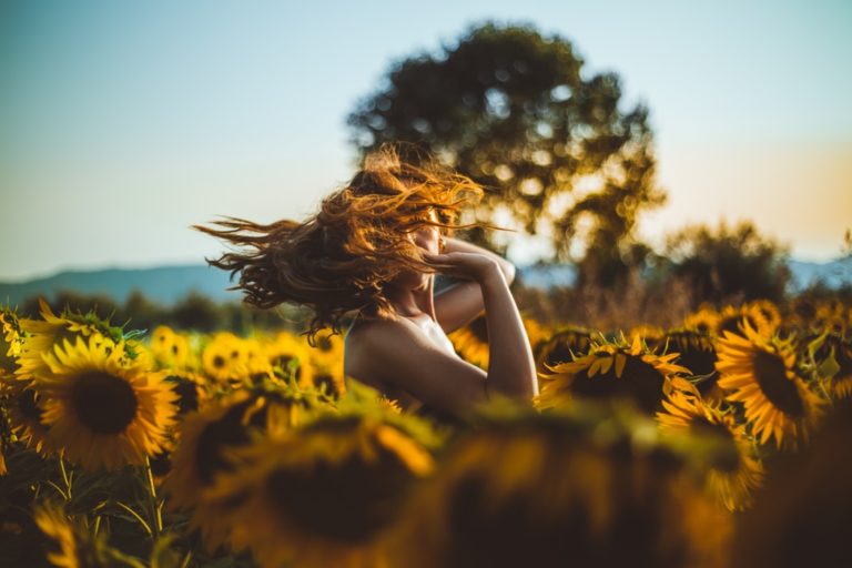 sunflowers, field