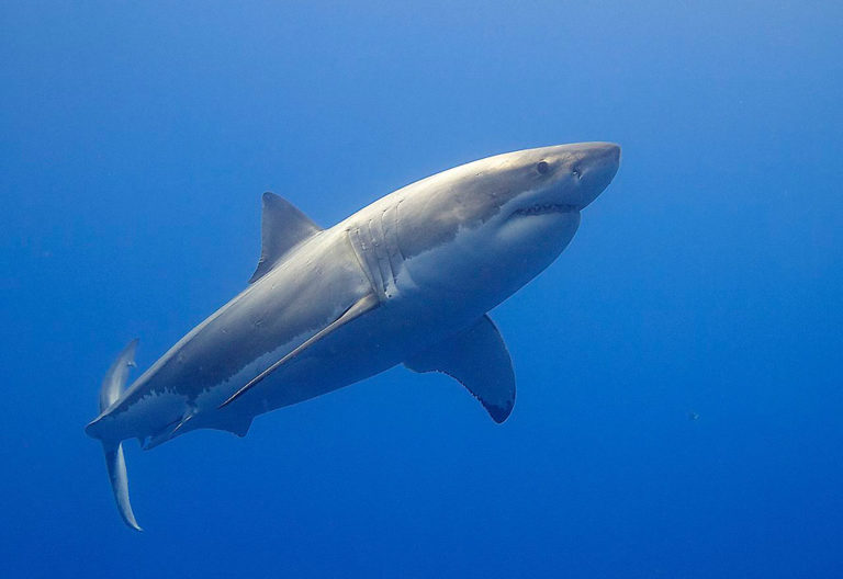 Two Oceans Aquarium and Save Our Seas join forces to protect sharks