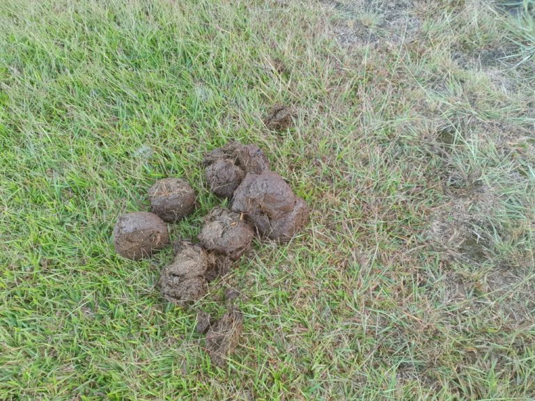 outenique trail, knysna, forest, elephant dung