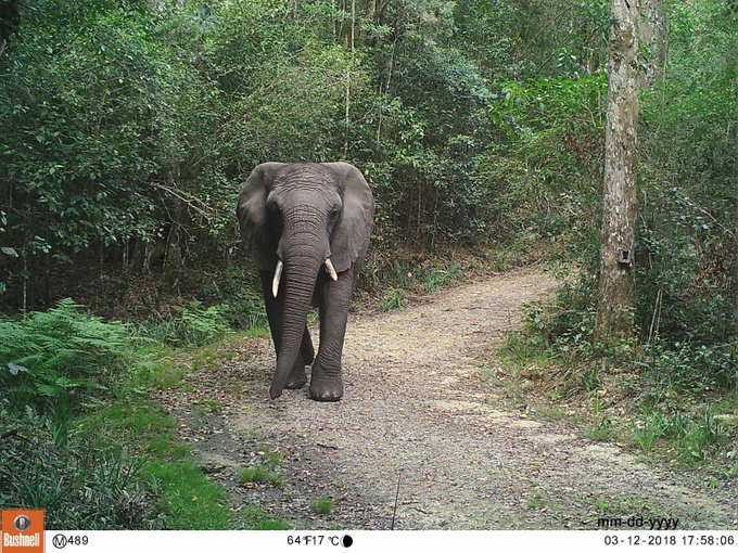 knysna elephant, wilderness, knysna forest