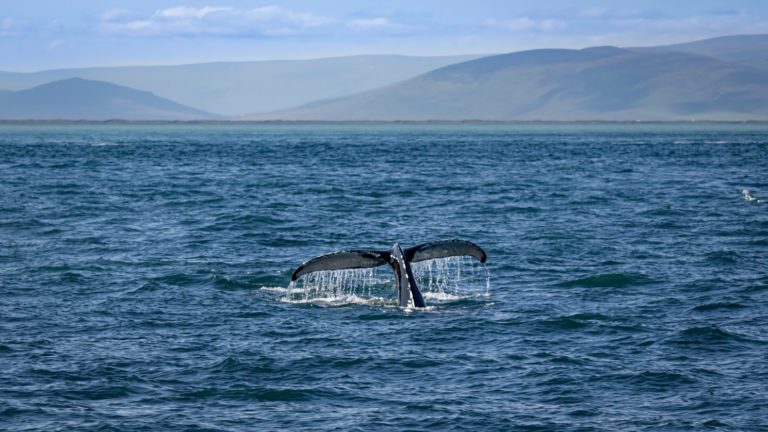 iceland, whales, whaling