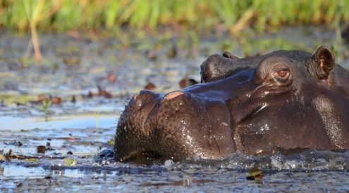 Woman killed by hippo in iSimangaliso Wetland