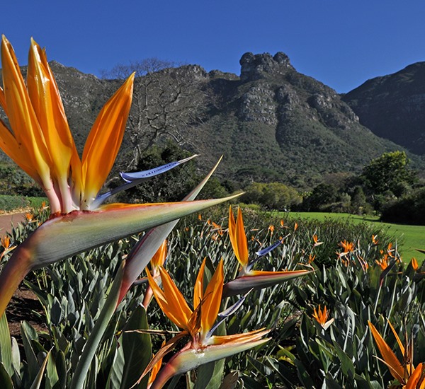Kirstenbosch Botanical Gardens to reopen in August
