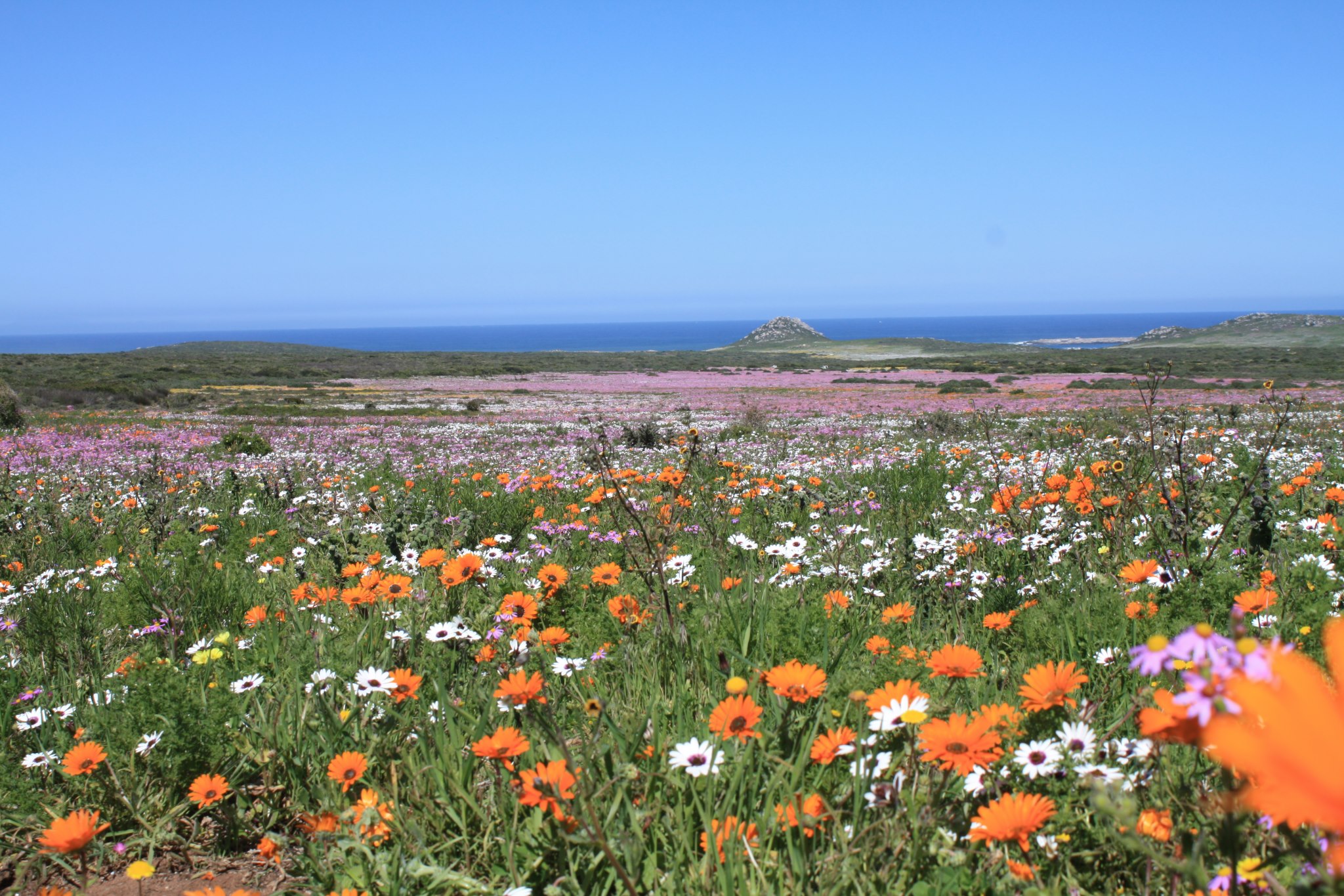 Get ready to view the West Coast's spring flowers