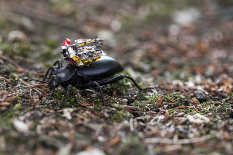 Scientists develop 'bug cam' for beetles 