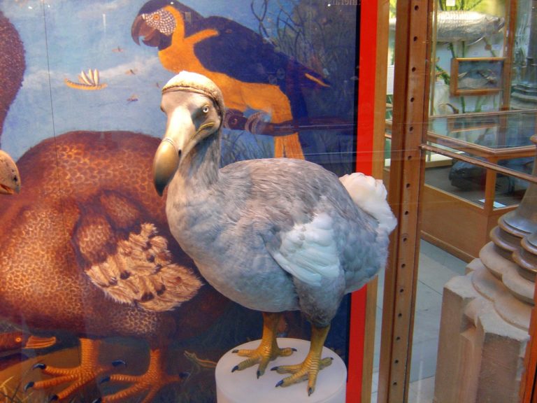 What did dodo birds really look like?