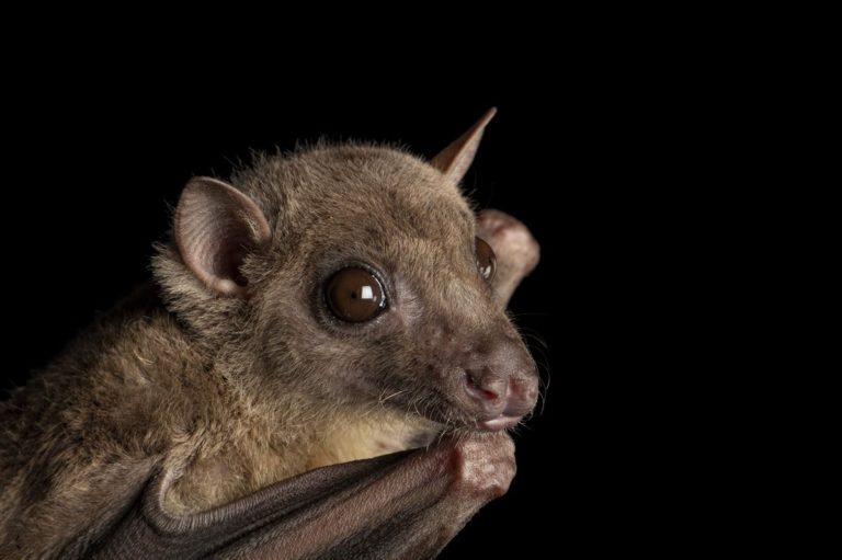 The code behind bats immunity to viruses