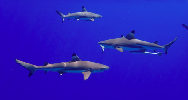 Reef sharks in major global decline