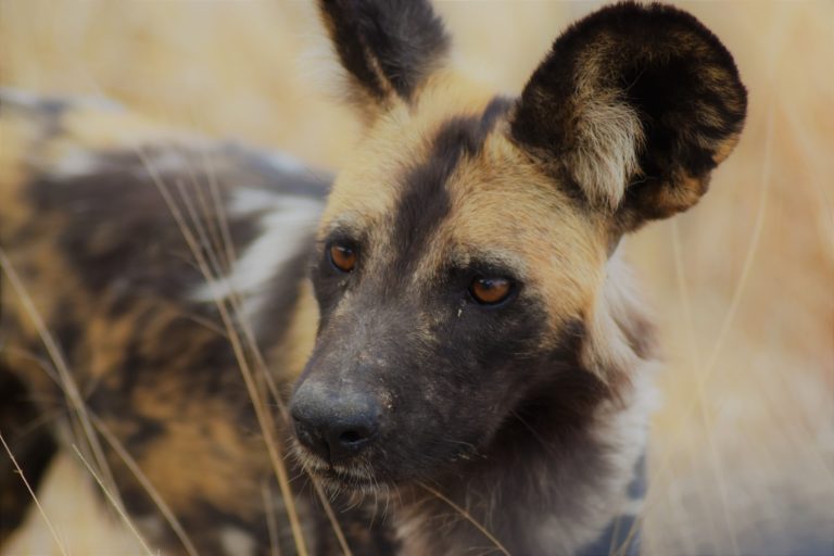 Wild dog numbers in Mana Pools Park lowest in a decade