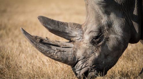 Rhino Revolution are saving the species one animal at a time